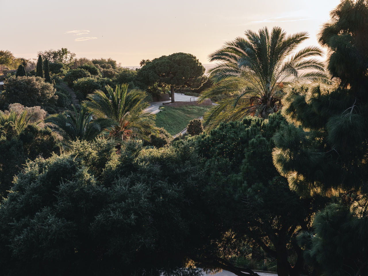 Camins i vegetació mediterrània amb palmeres i pins, amb llum càlida de capvespre filtrant-se entre els arbres.