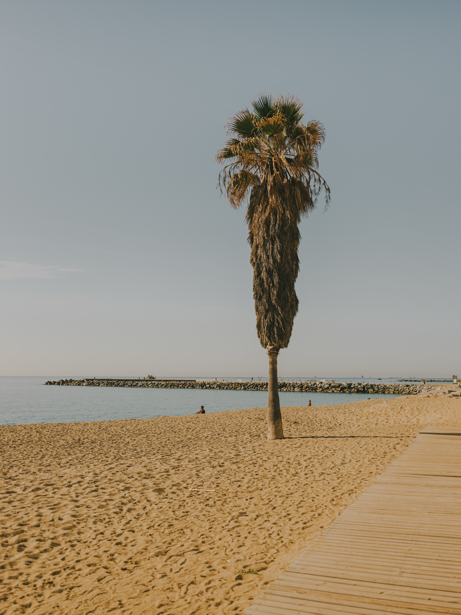 Solitary palm tree on Barcelona beach, with a wooden walkway on the right, the sea and a breakwater in the background under a clear sky.