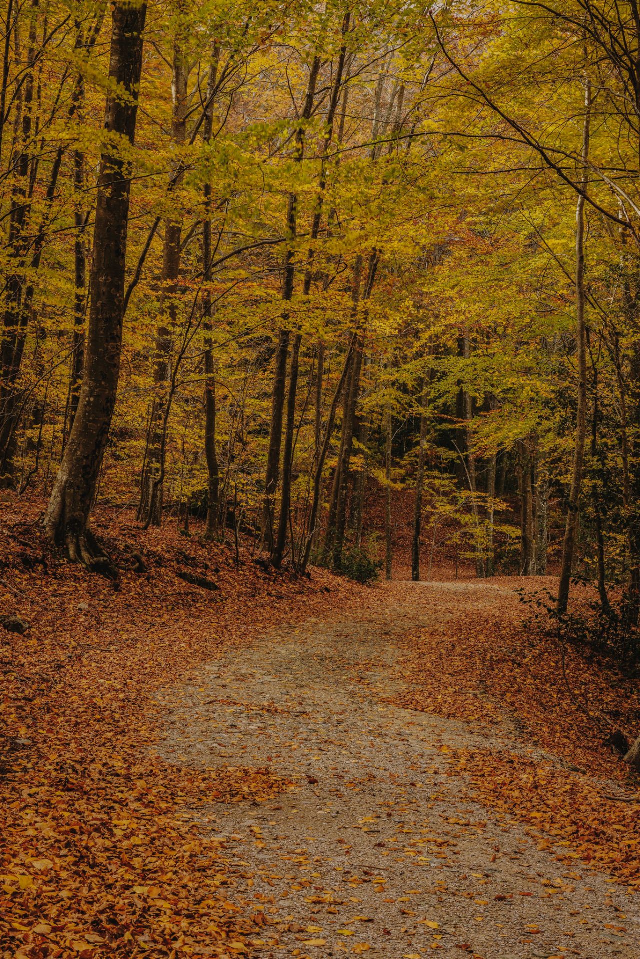 Camino forestal cubierto de hojas de otoño rodeado de árboles con tonos amarillos y ocres.