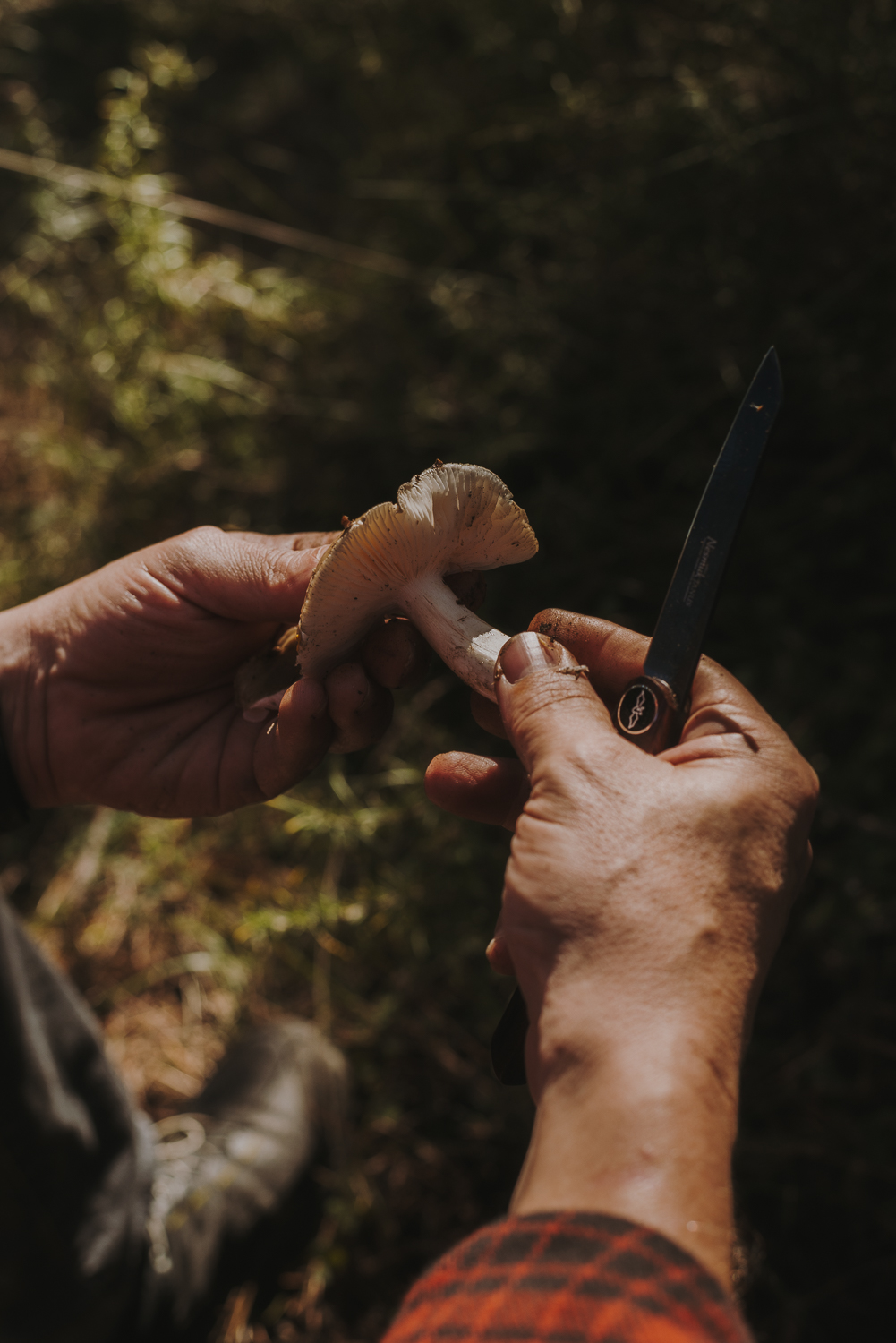 Détail de mains nettoyant un champignon avec un couteau. En arrière-plan, le sol de la forêt.