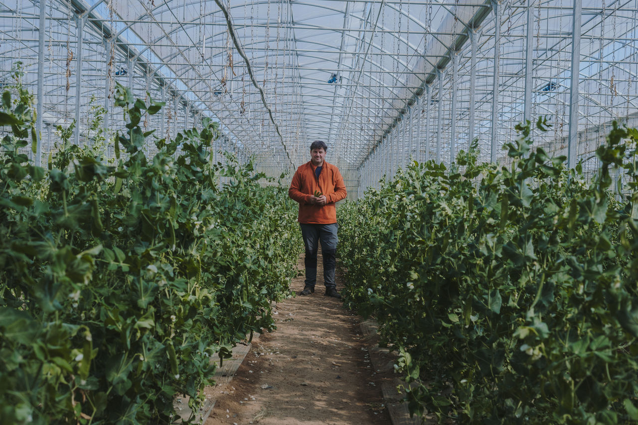 Personne debout dans l’allée d’une serre remplie de plants de pois, entourée de rangées de végétation verte sous une structure métallique.