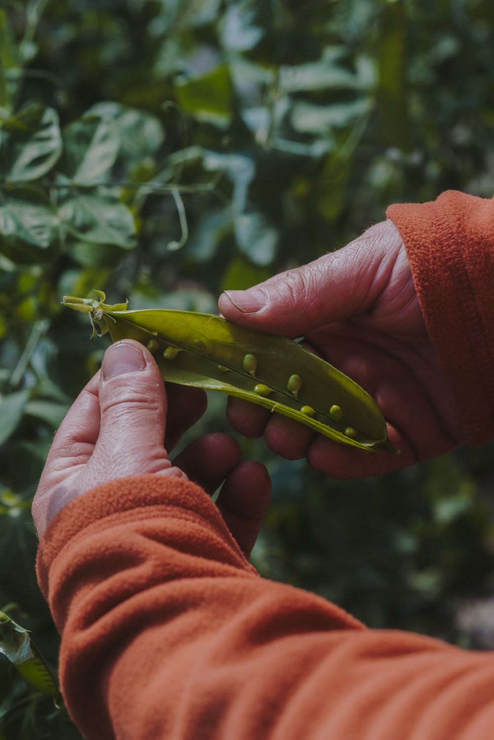 Mains tenant une gousse de petits pois ouverte au milieu d’une plante, avec plusieurs petits pois visibles à l’intérieur.