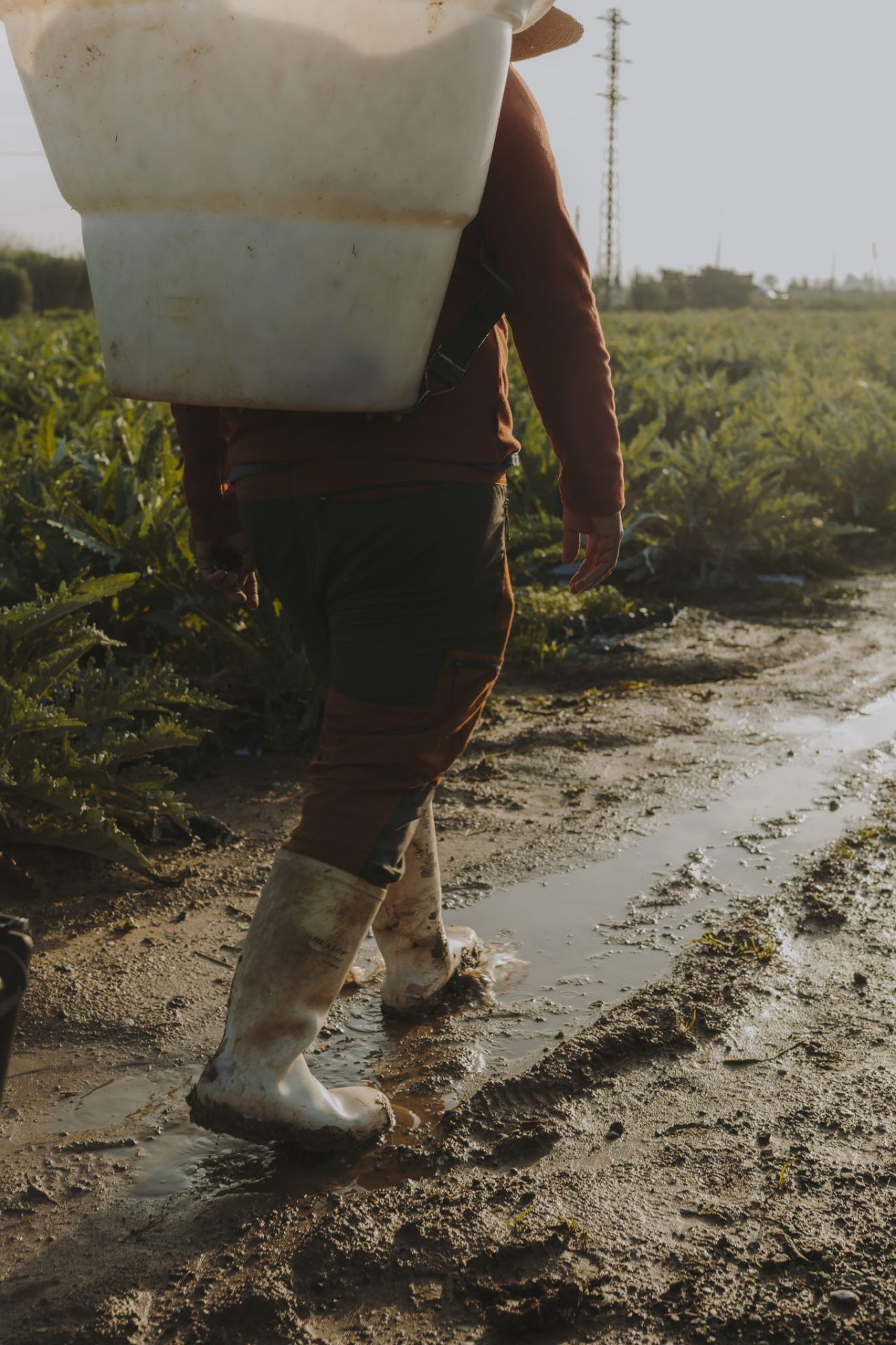 Homme avec un sac à dos de récolte et des bottes en caoutchouc blanches marchant sur un chemin boueux, dans un champ d’artichauts.