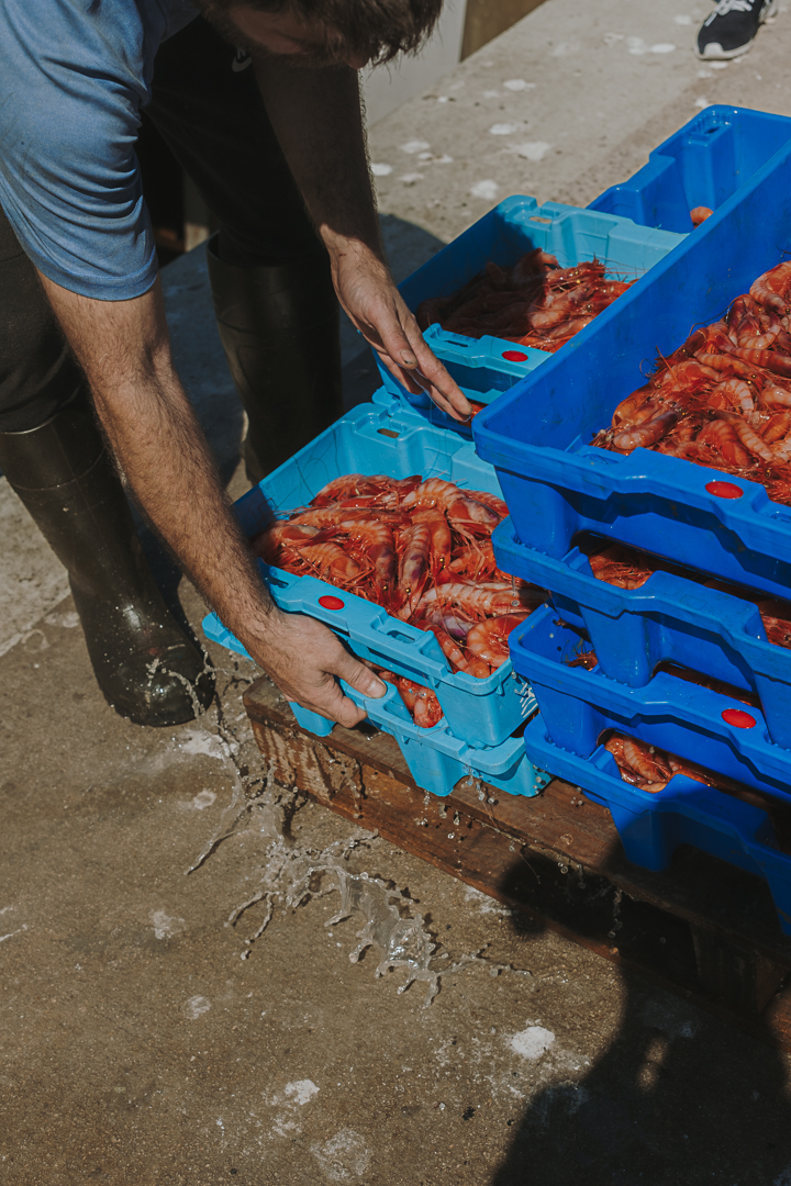Persona che posiziona una scatola di gamberi rossi freschi tra diverse scatole di plastica blu impilate. La scena si svolge in un ambiente di lavoro legato alla pesca o alla commercializzazione di prodotti freschi.