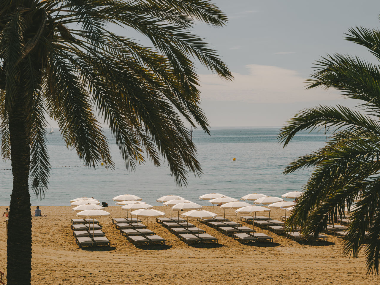 Spiaggia di Barcellona con lettini e ombrelloni bianchi sulla sabbia, incorniciata da palme e con il mare sullo sfondo.